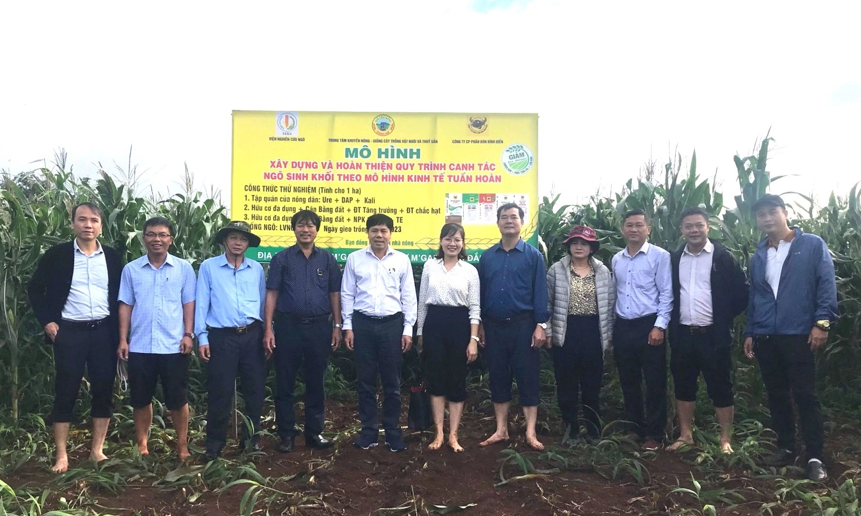 Hiệu quả canh tác ngô sinh khối theo mô hình tuần hoàn ởĐắk Lắk