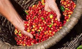 Giá nhiều loại hàng hóa tăng mạnh