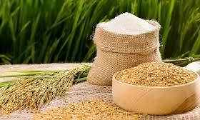 Giá lúa gạo giảm