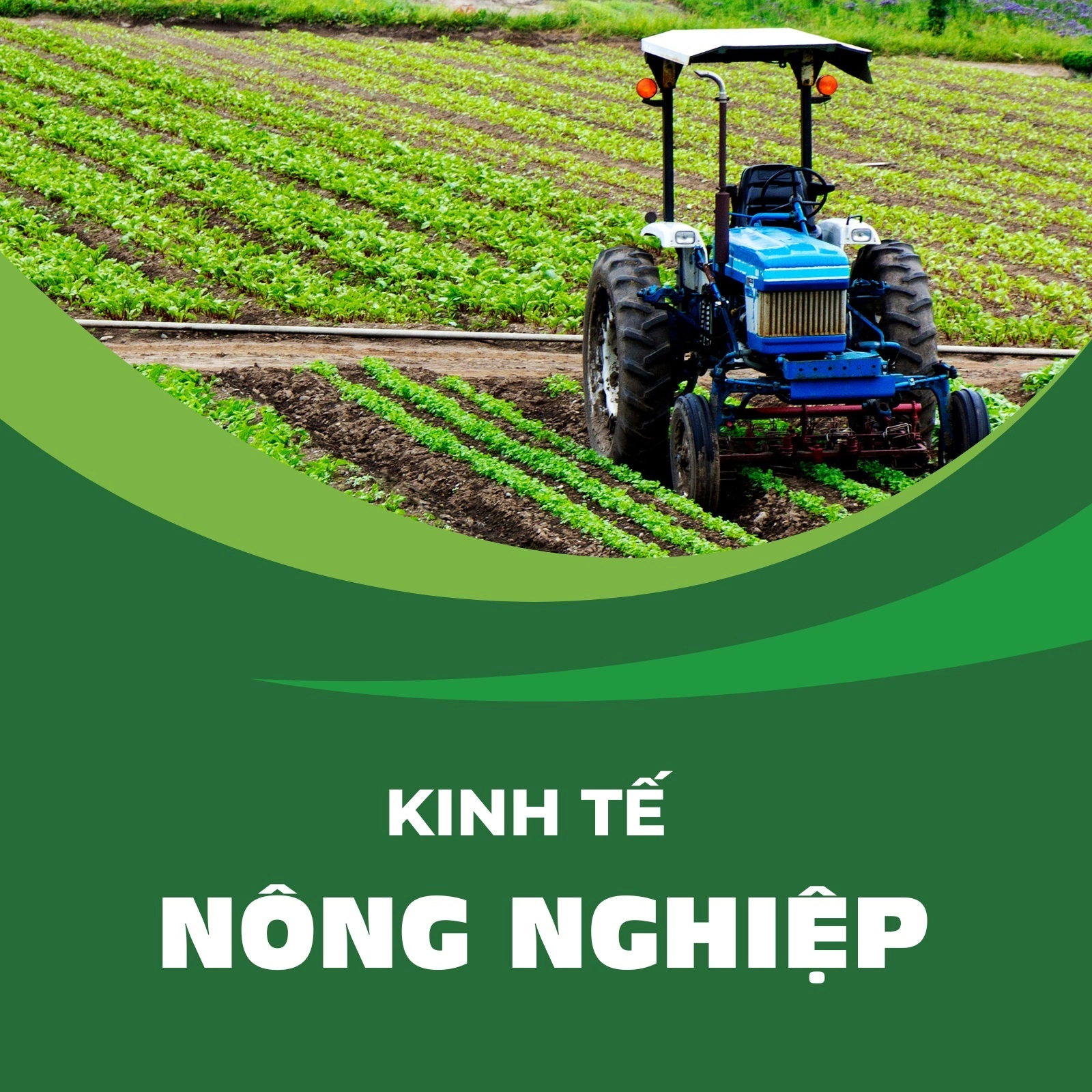 Mỹ chi hơn 6.800 tỉ đồng mua rau quả Việt Nam