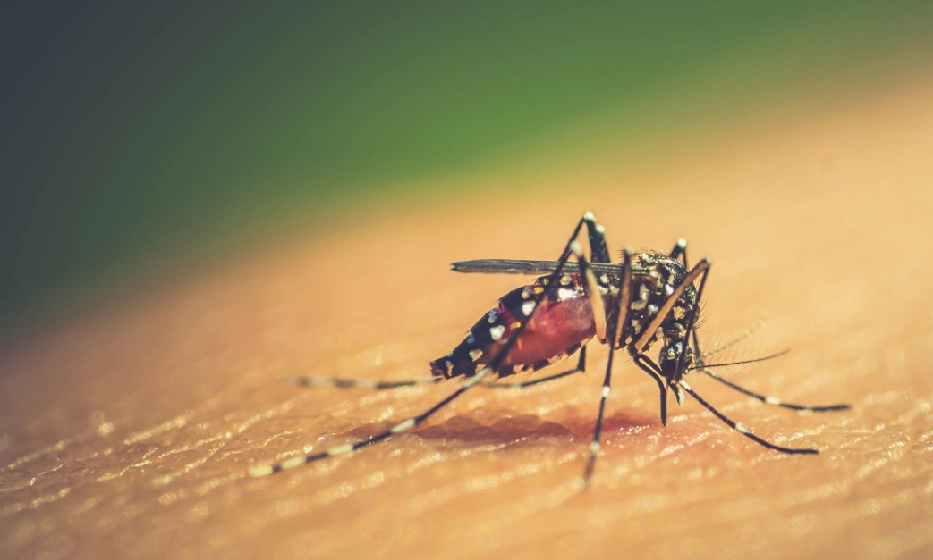 Health Ministry urges vigilance on dengue virus strains