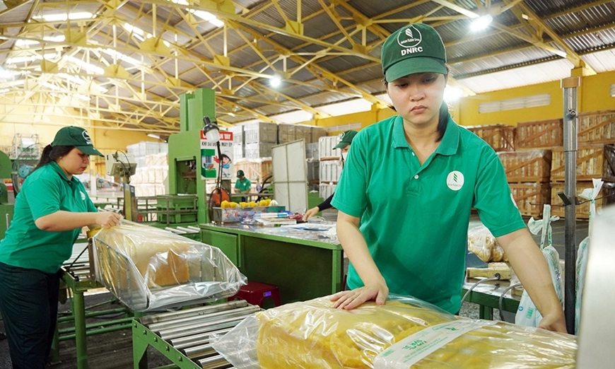 Chia sẻ của Tiến sĩ Trần Thanh – Giám đốc Xí nghiệp chế biến Cao su Đồng Nai