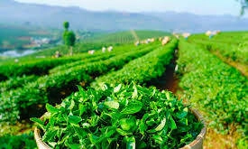 TPHCM – Lâm Đồng kết nối phát triển du lịch văn hóa trà