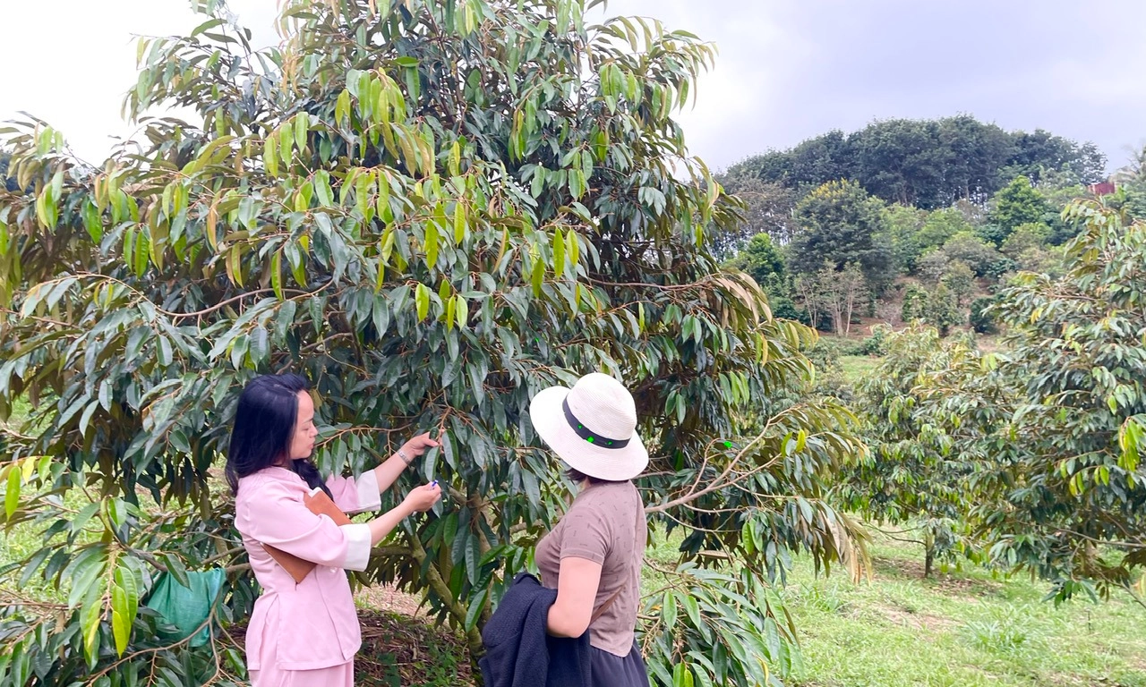 Nữ doanh nhân tâm huyết “chuyển hóa” các vườn sầu riêng chưa đạt chuẩn