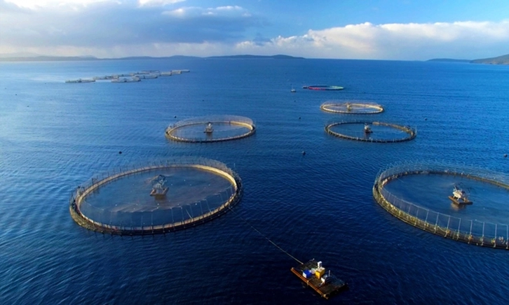 Cần chuyển tư duy sản xuất sang tư duy kinh tế trong ngành nuôi biển