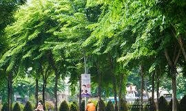 TPHCM sẽ tăng mảng xanh