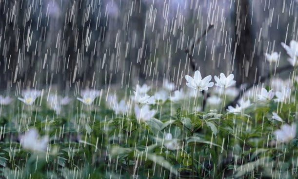 Cơn mưa trong nỗi nhớ miên man về những cuộc tình đã đi qua.