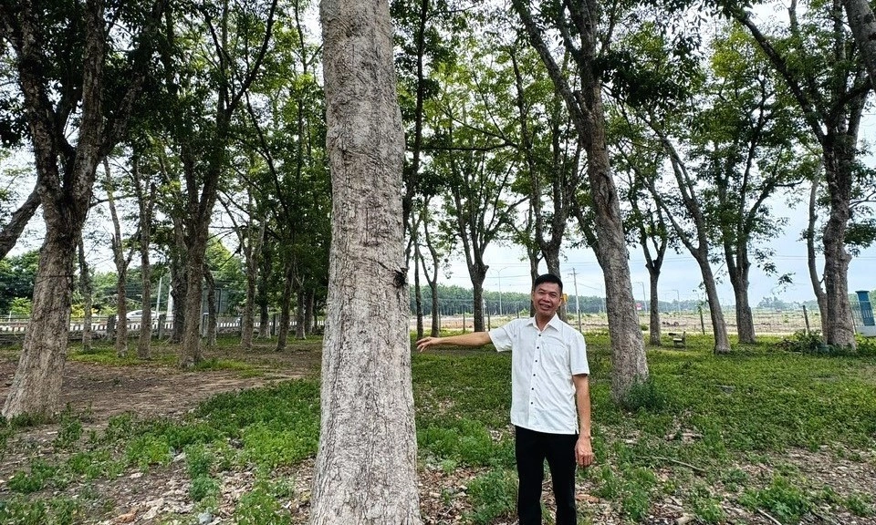 VƯỜN CAO SU 50 NĂM TUỔI – CHỨNG NHÂN CỦA THỜI GIAN