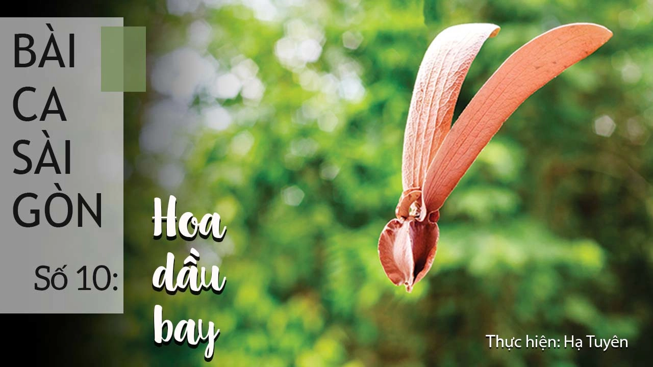 #10: Vì hoa dầu đã bay trên đường Trần Quốc Thảo