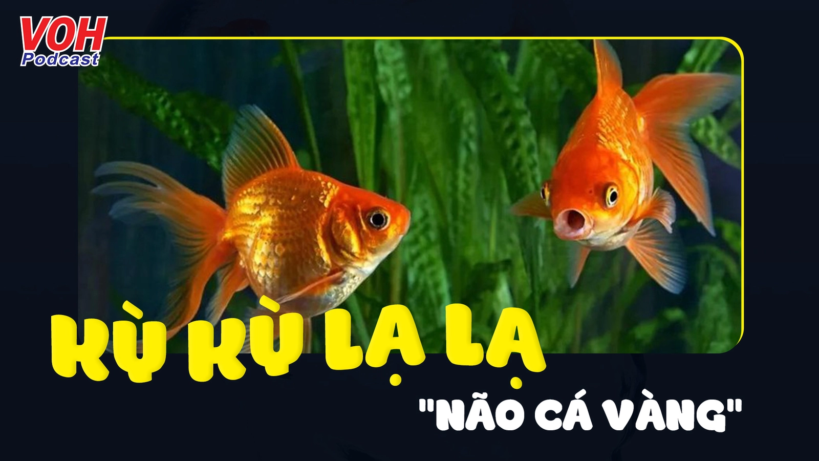 Sự thật bất ngờ về não cá vàng