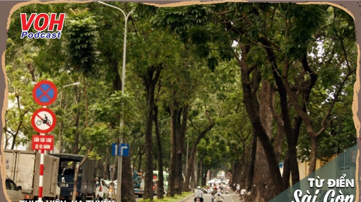 #23: Mười hai cây xà cừ trên đường Tôn Đức Thắng