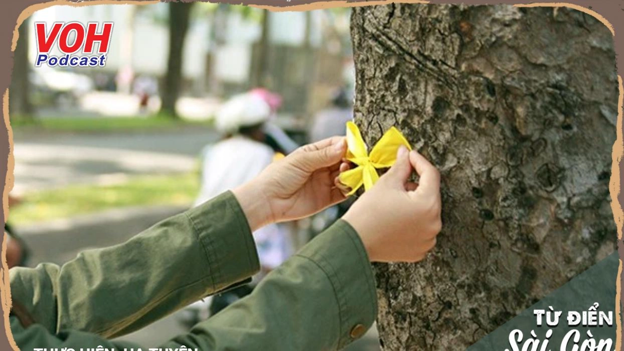 #22: Những chiếc nơ vàng trên đường Tôn Đức Thắng